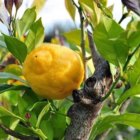 Pensionat Casa Del Sole D'hotes De Charme Favone