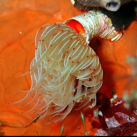 Konukevi Casa Del Sole D'hotes De Charme