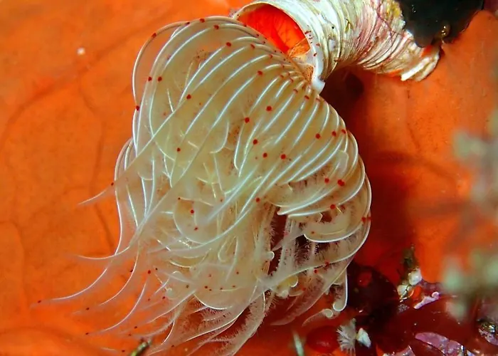 Konukevi Casa Del Sole D'hotes De Charme